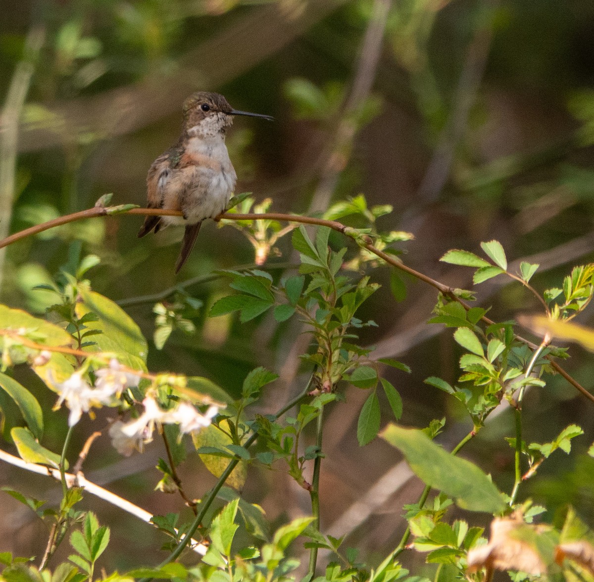 Rufous Hummingbird - ML616034252