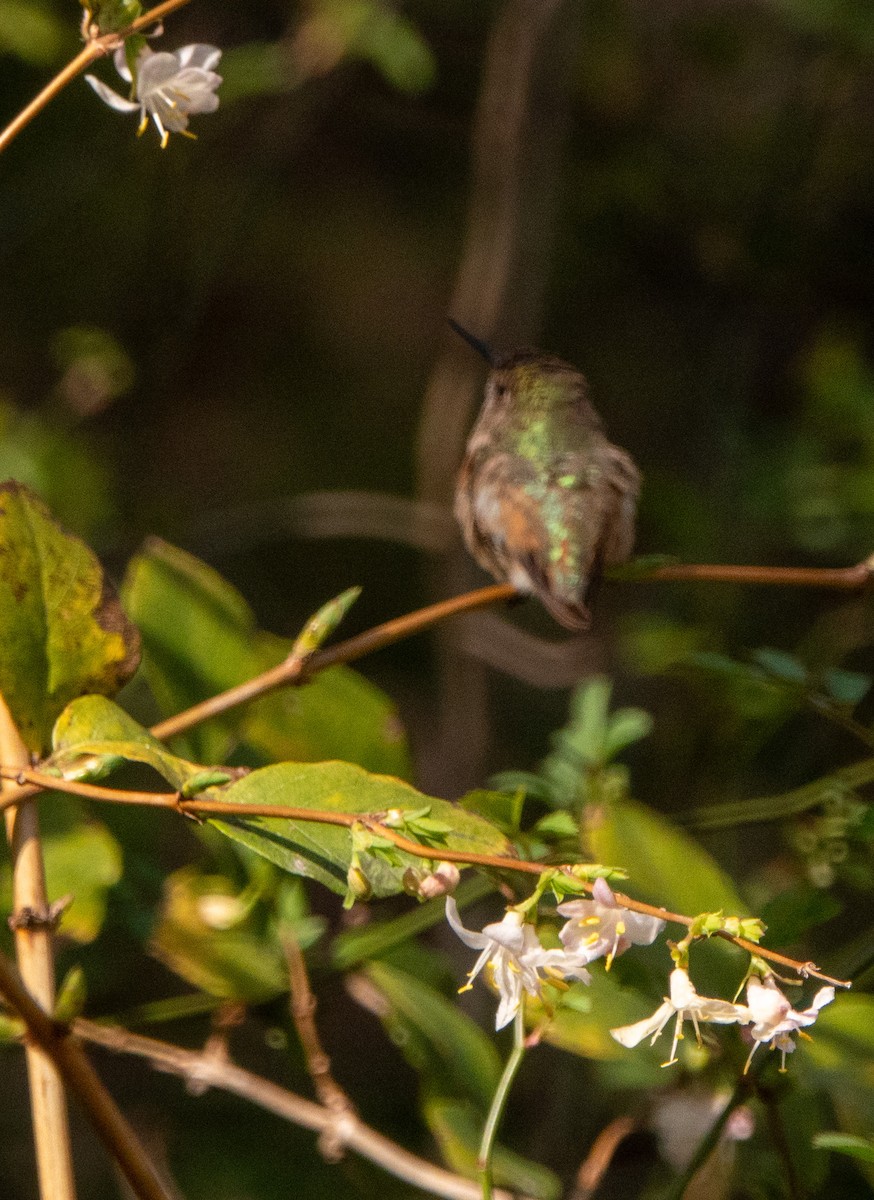 Rufous Hummingbird - ML616034253