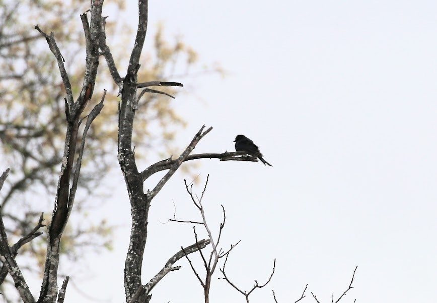 Fork-tailed Drongo - ML616034292