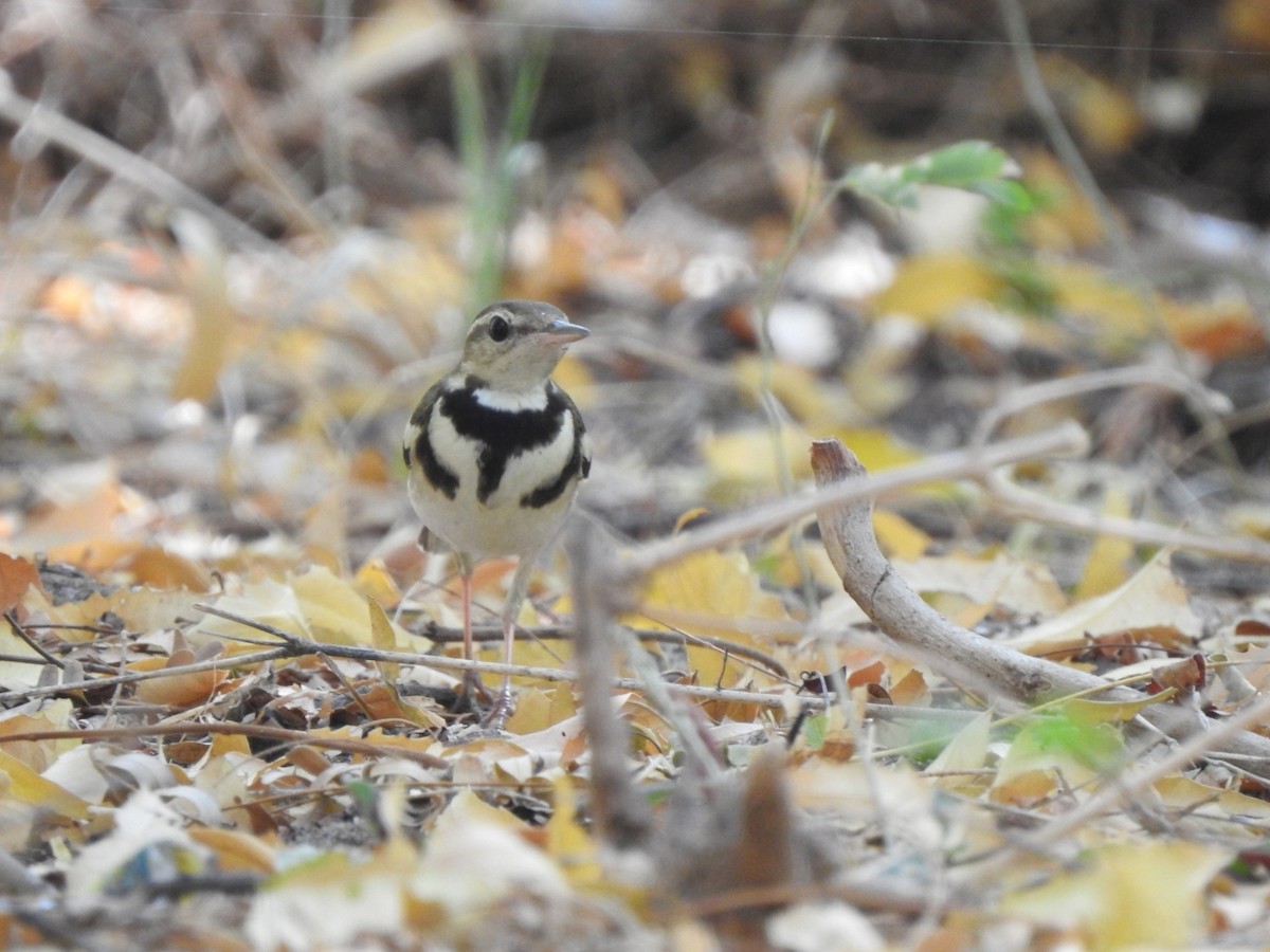 Forest Wagtail - ML616034456