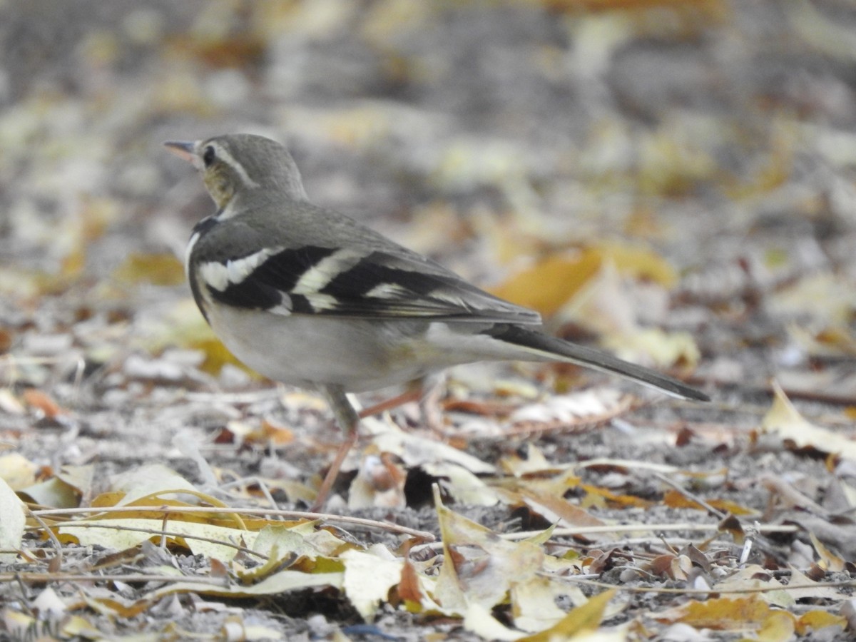 Forest Wagtail - ML616034457