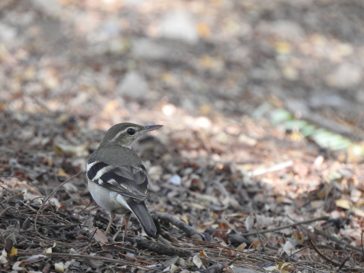 Forest Wagtail - ML616034461