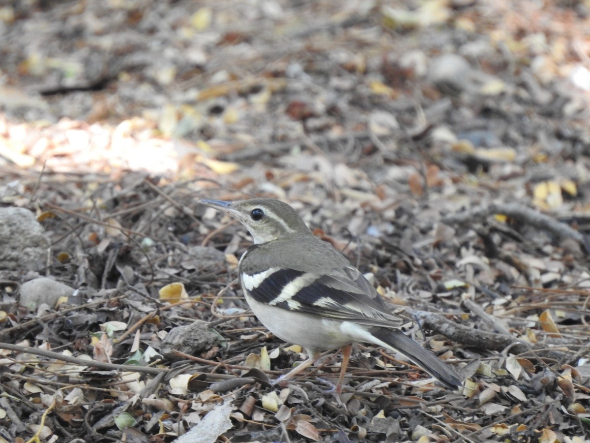 Forest Wagtail - ML616034463