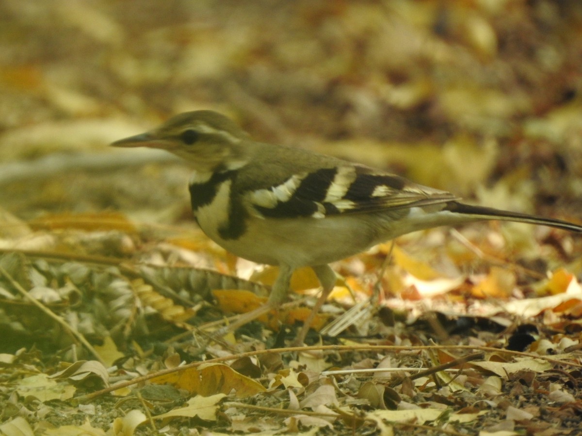 Forest Wagtail - ML616034465