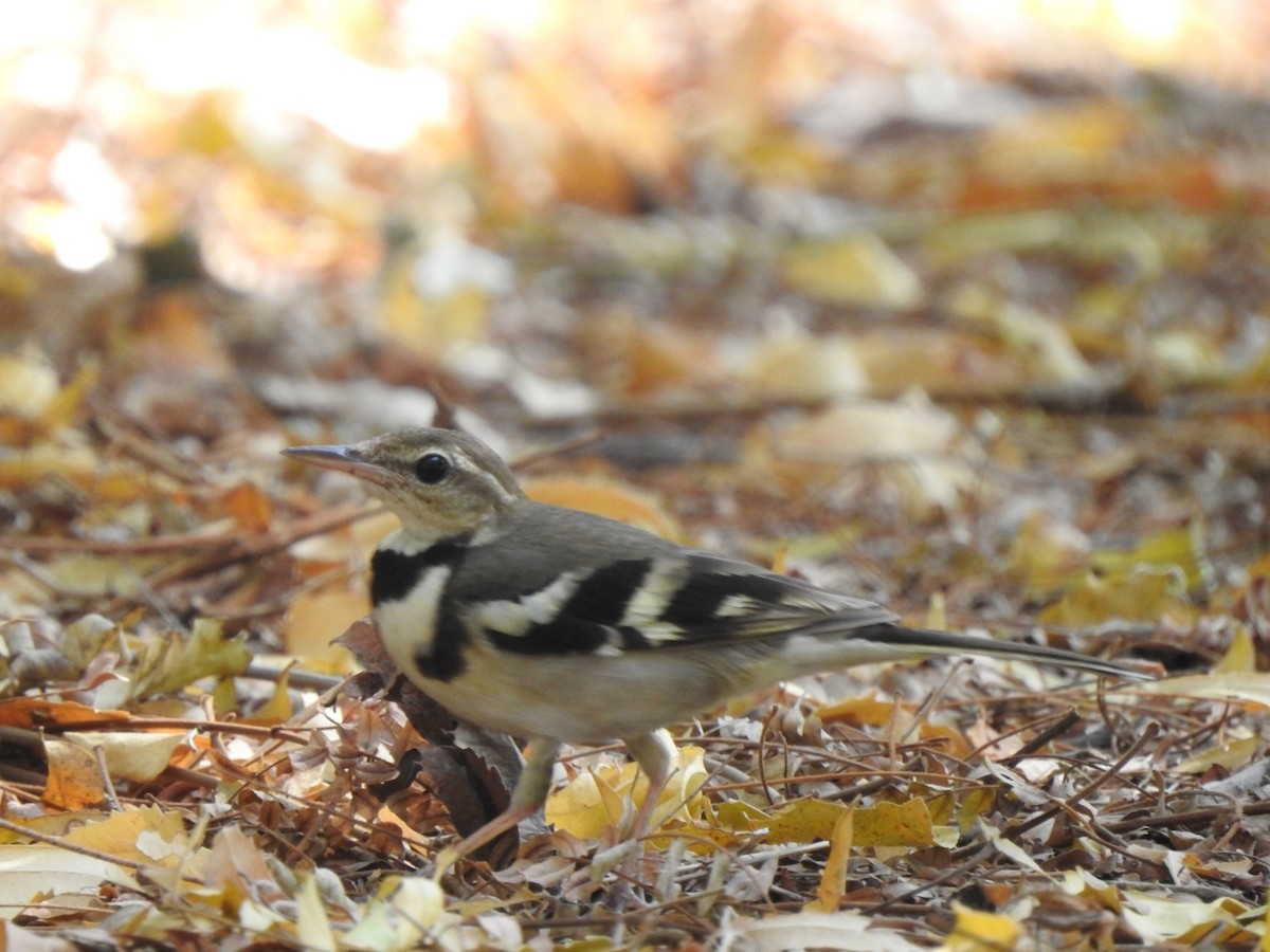 Forest Wagtail - ML616034472