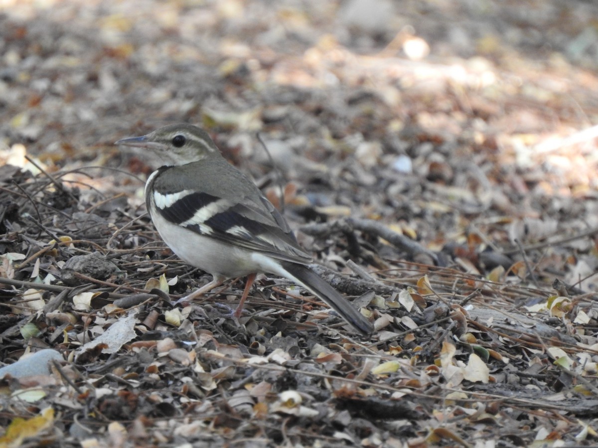Forest Wagtail - ML616034473