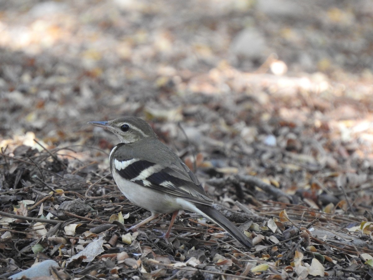 Forest Wagtail - ML616034474