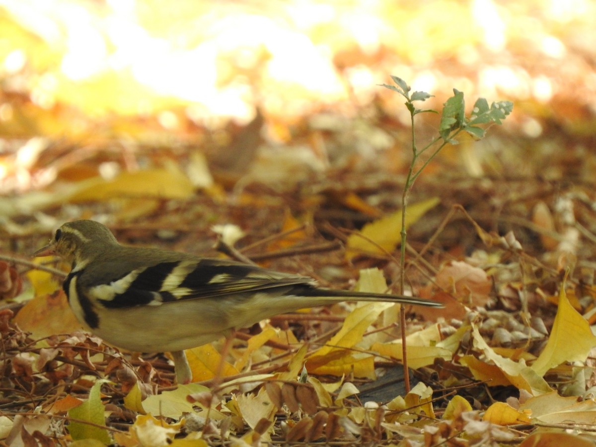 Forest Wagtail - ML616034475
