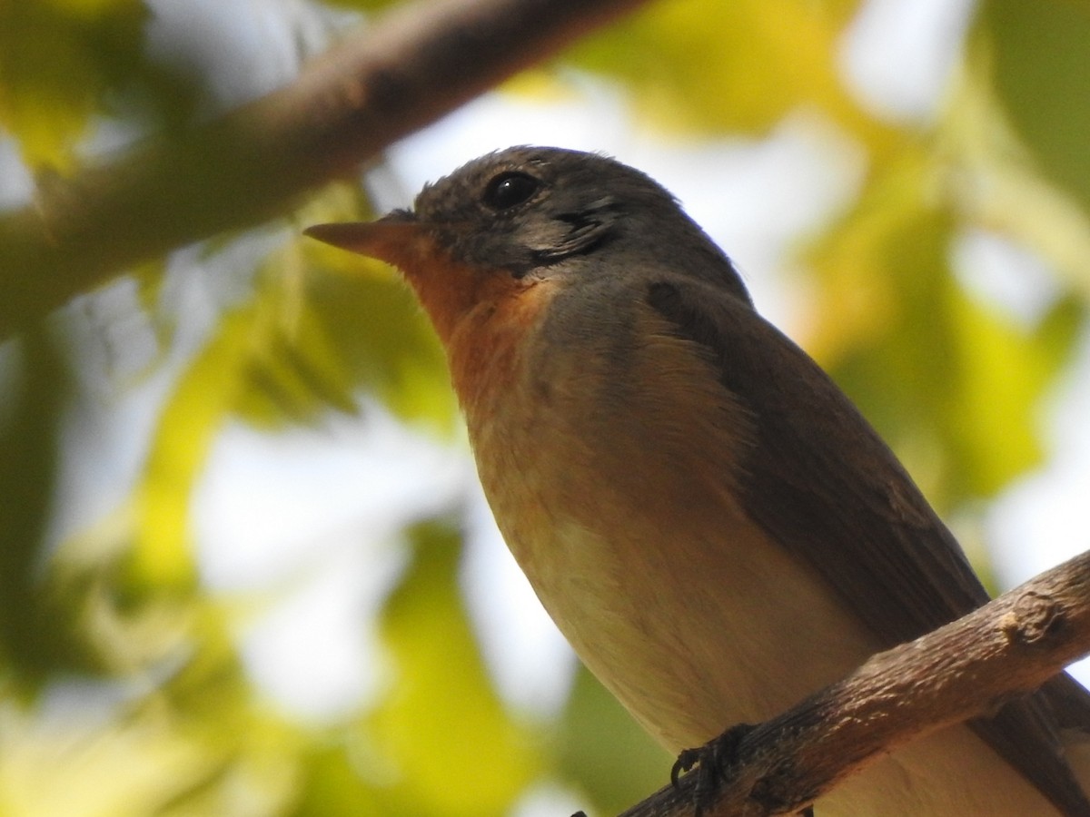Red-breasted Flycatcher - ML616034567