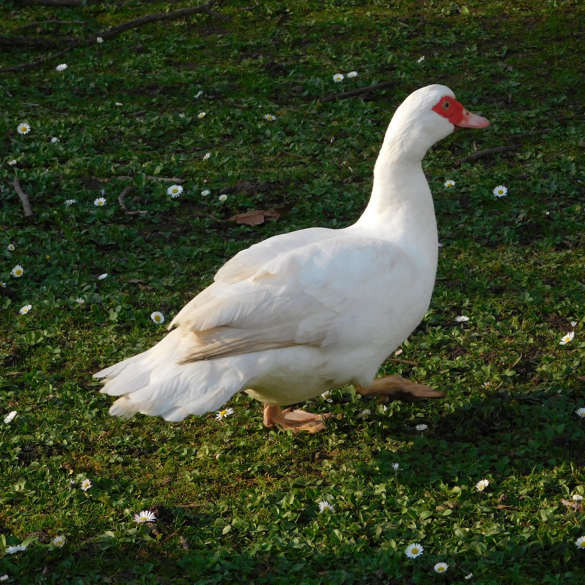 Muscovy Duck (Domestic type) - ML616034616