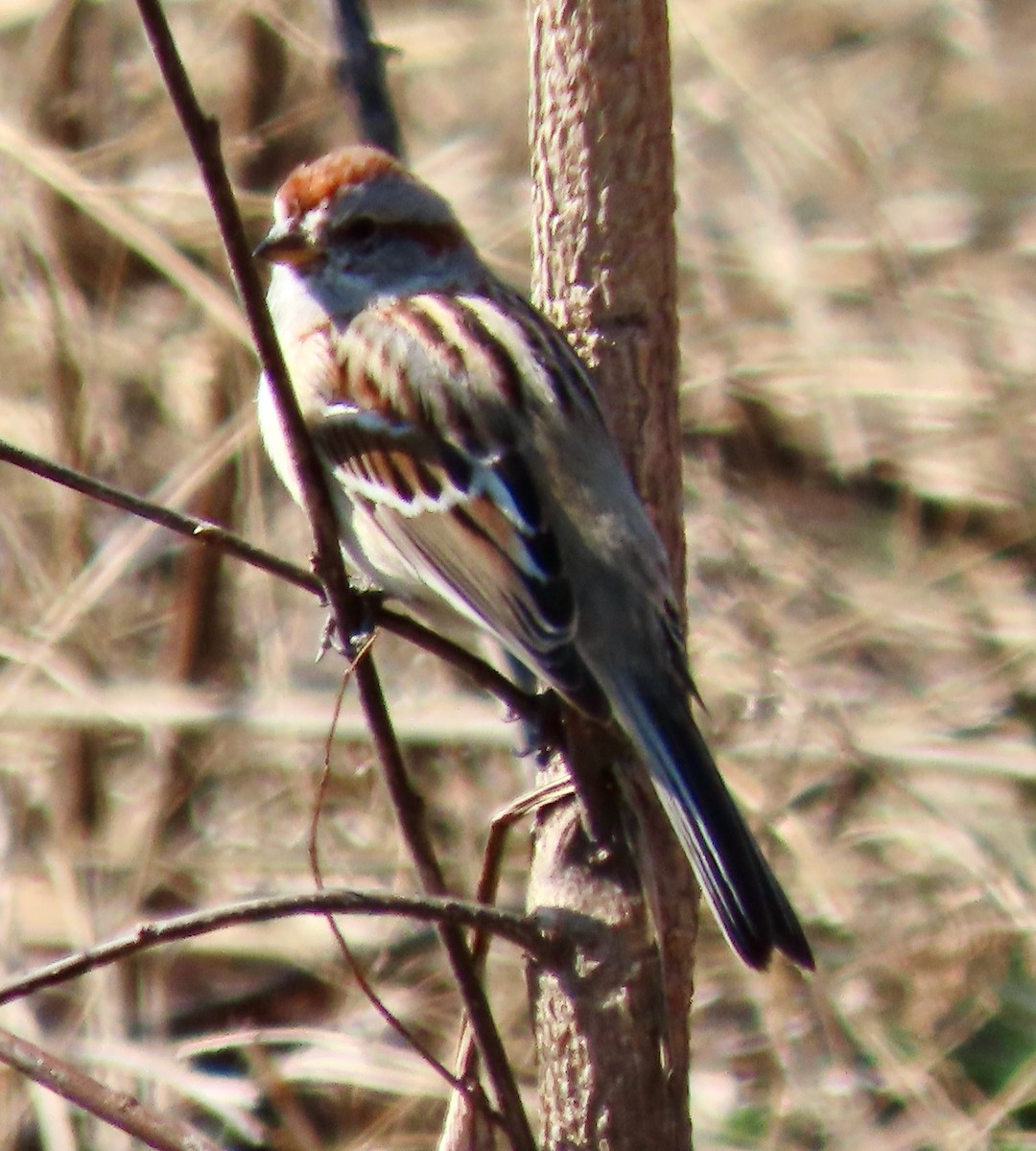 American Tree Sparrow - ML616034652