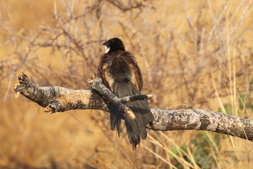 White-browed Coucal (Burchell's) - ML616034716