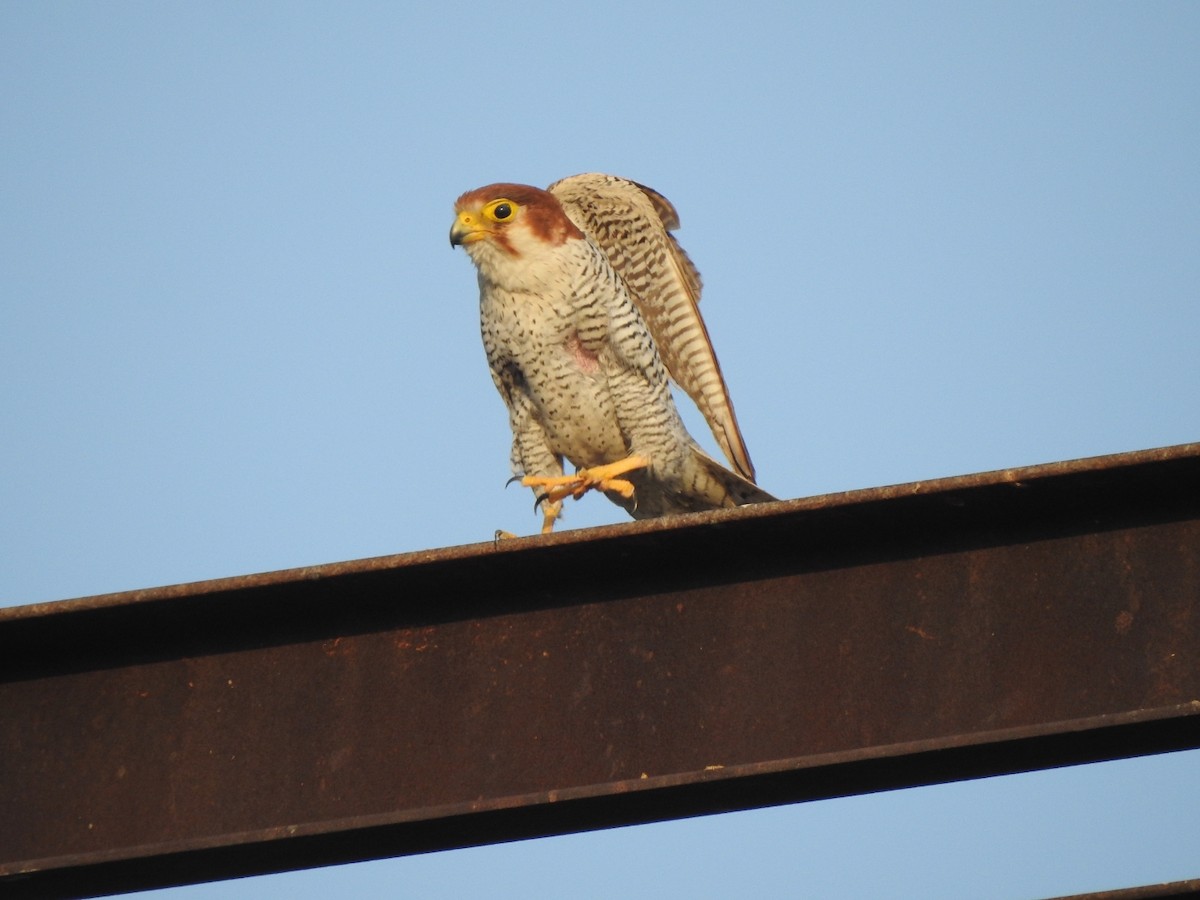 Red-necked Falcon - ML616034759