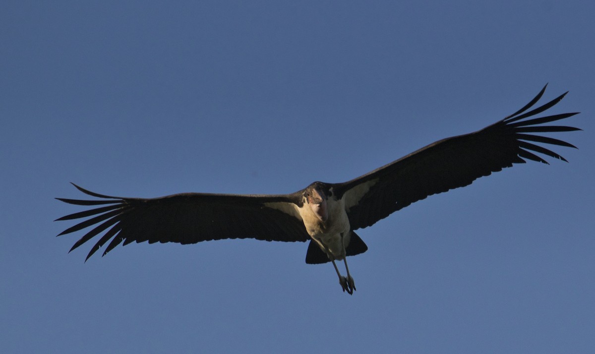 Marabou Stork - Rene Ritsema