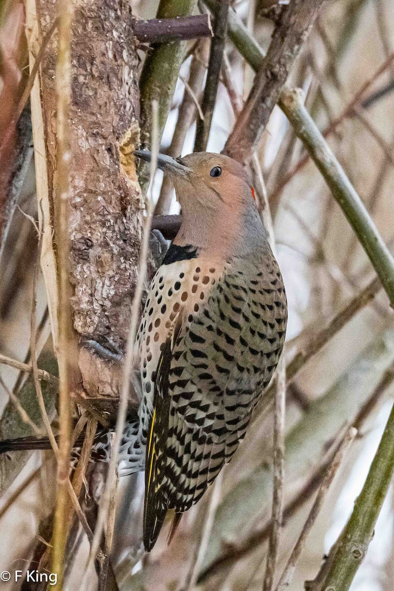 Northern Flicker (Yellow-shafted) - ML616034955
