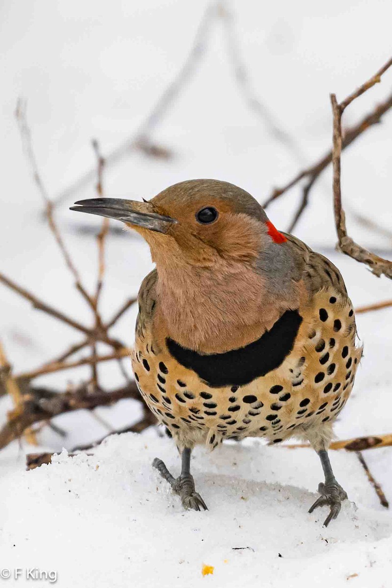 Northern Flicker (Yellow-shafted) - ML616034956
