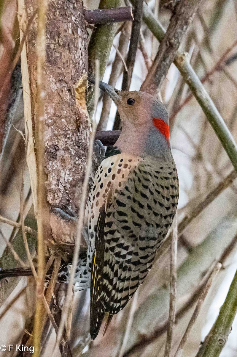 Northern Flicker (Yellow-shafted) - ML616034957