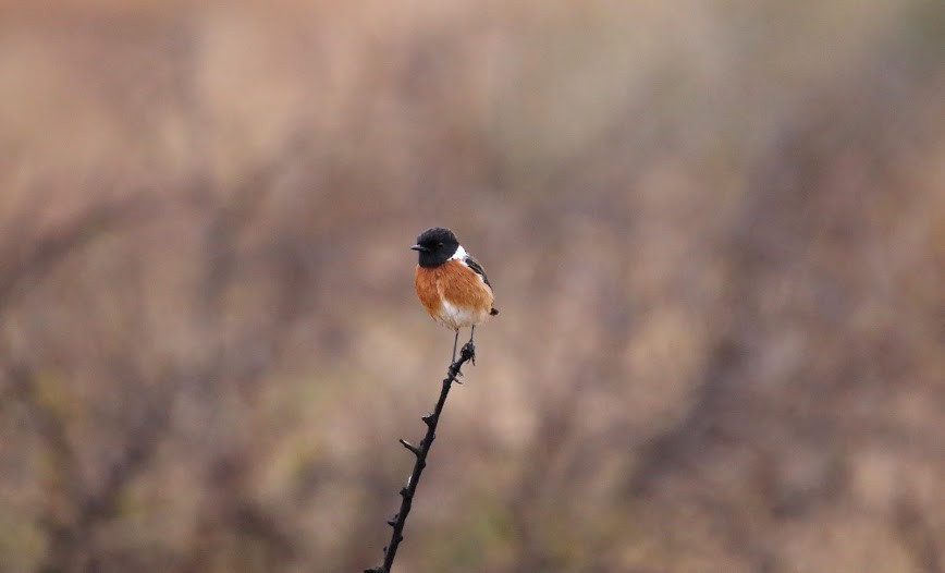 African Stonechat - ML616035063