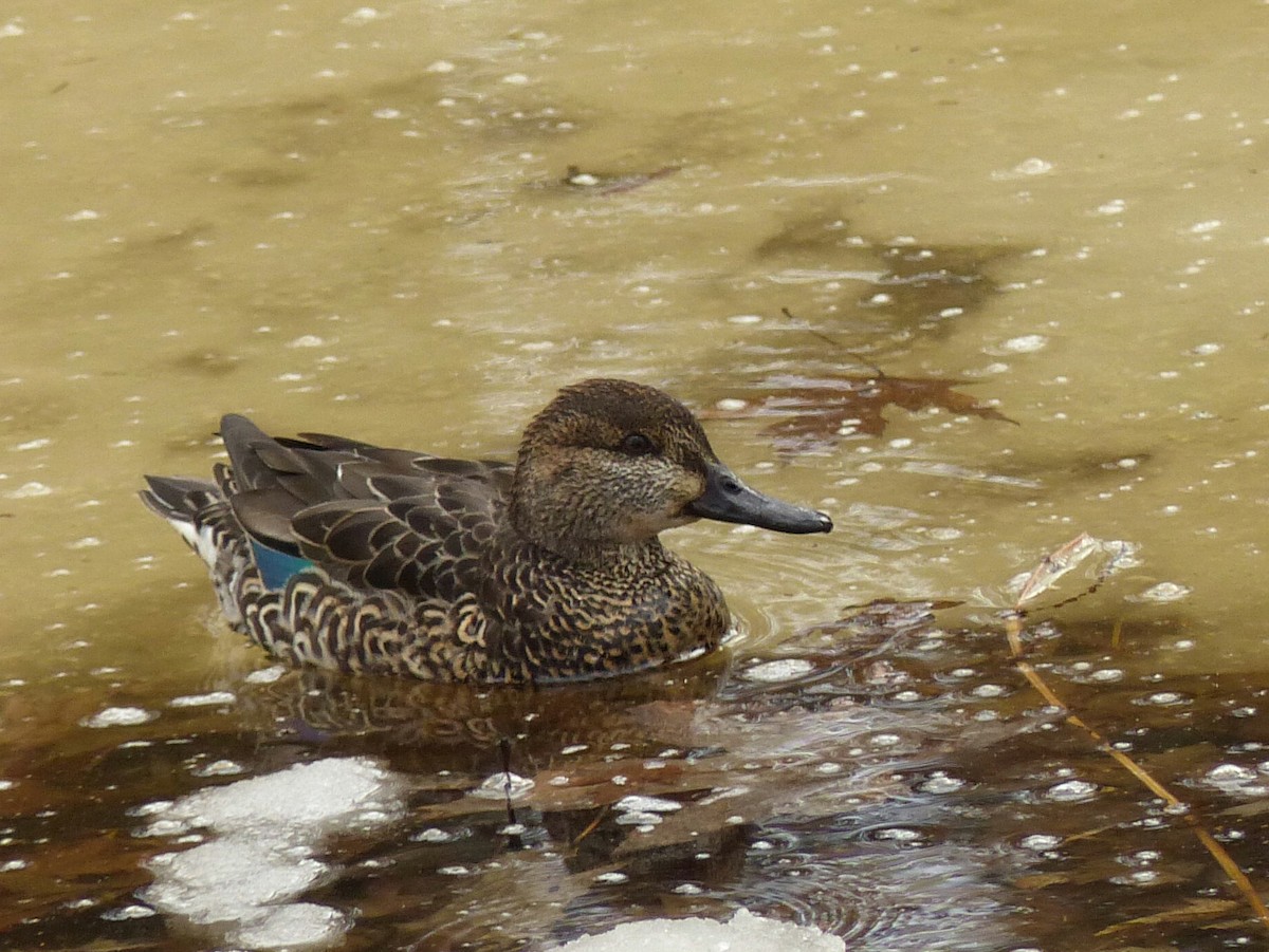 Green-winged Teal - ML616035555