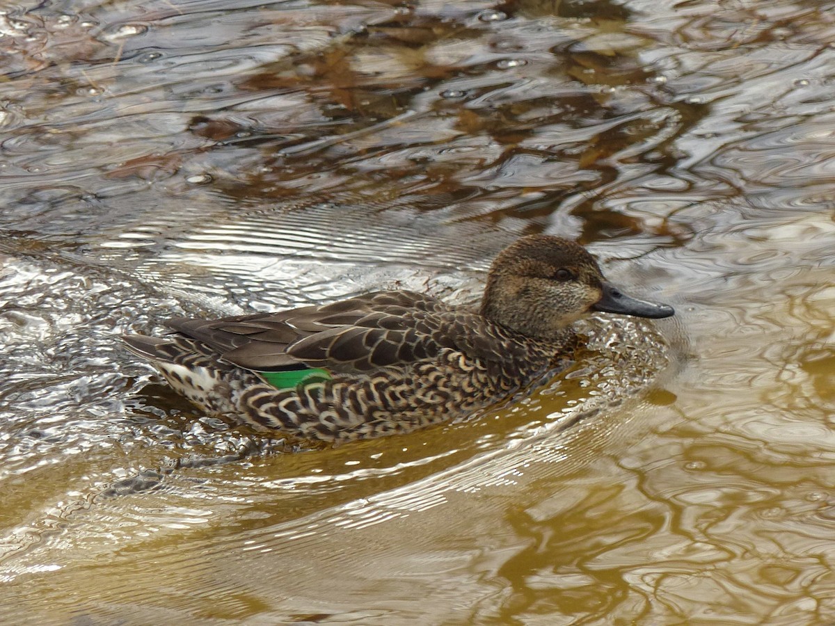Green-winged Teal - ML616035560