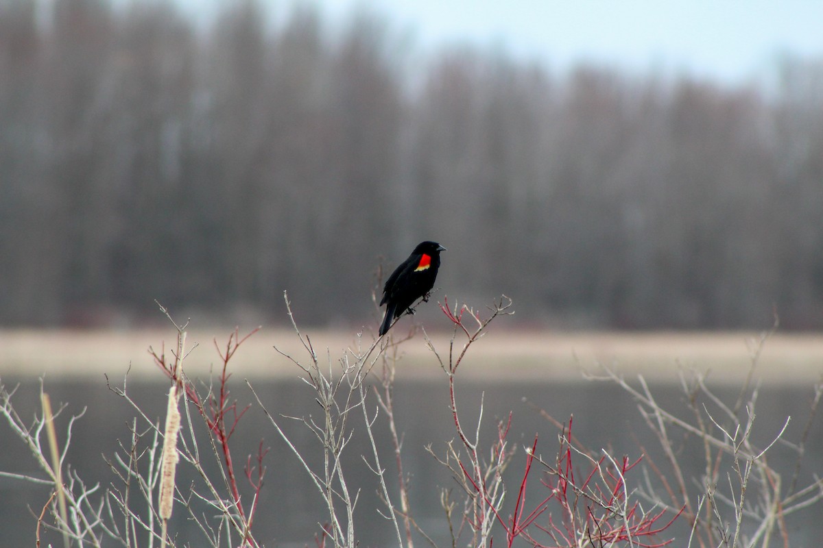Red-winged Blackbird - ML616035645
