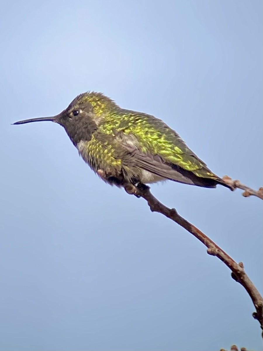Anna's Hummingbird - ML616035897