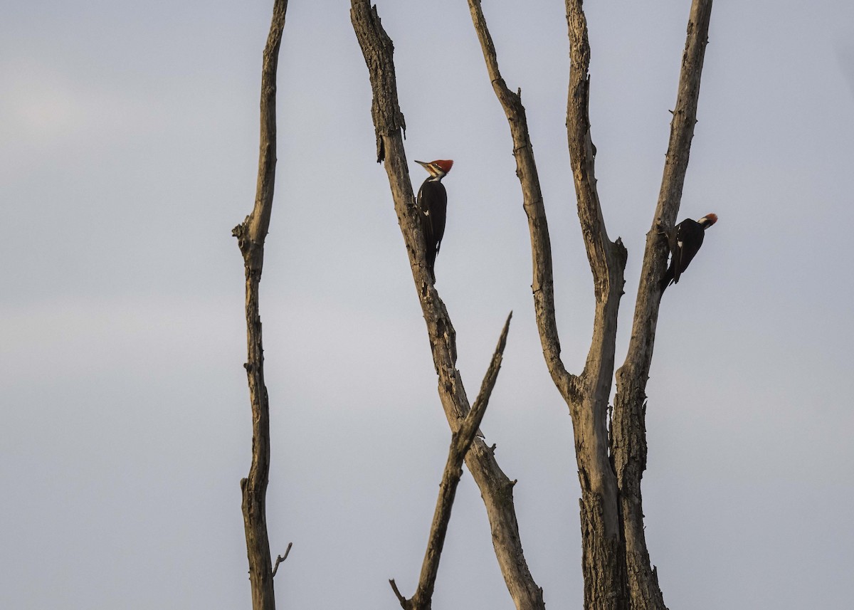 Pileated Woodpecker - ML616035947
