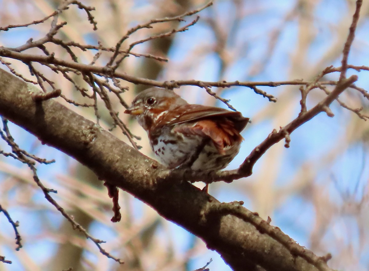Fox Sparrow (Red) - ML616036144