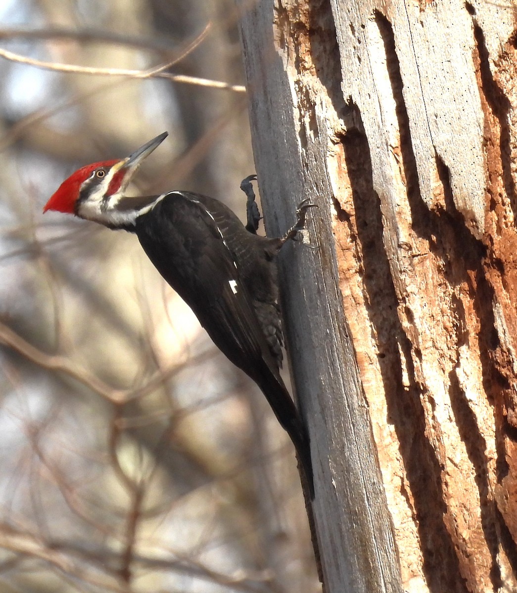 Pileated Woodpecker - ML616036154