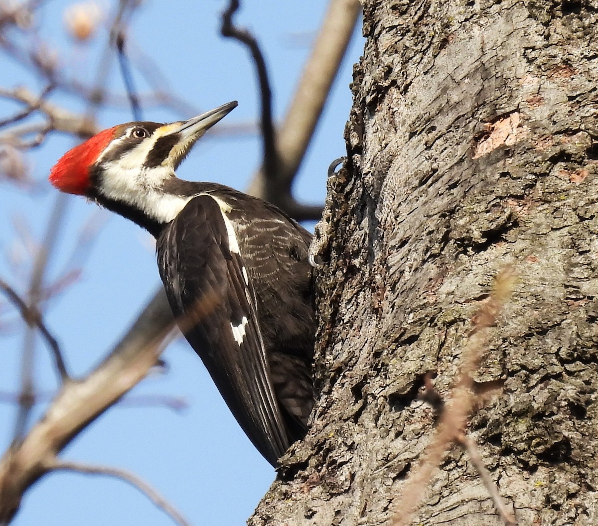 Pileated Woodpecker - ML616036156