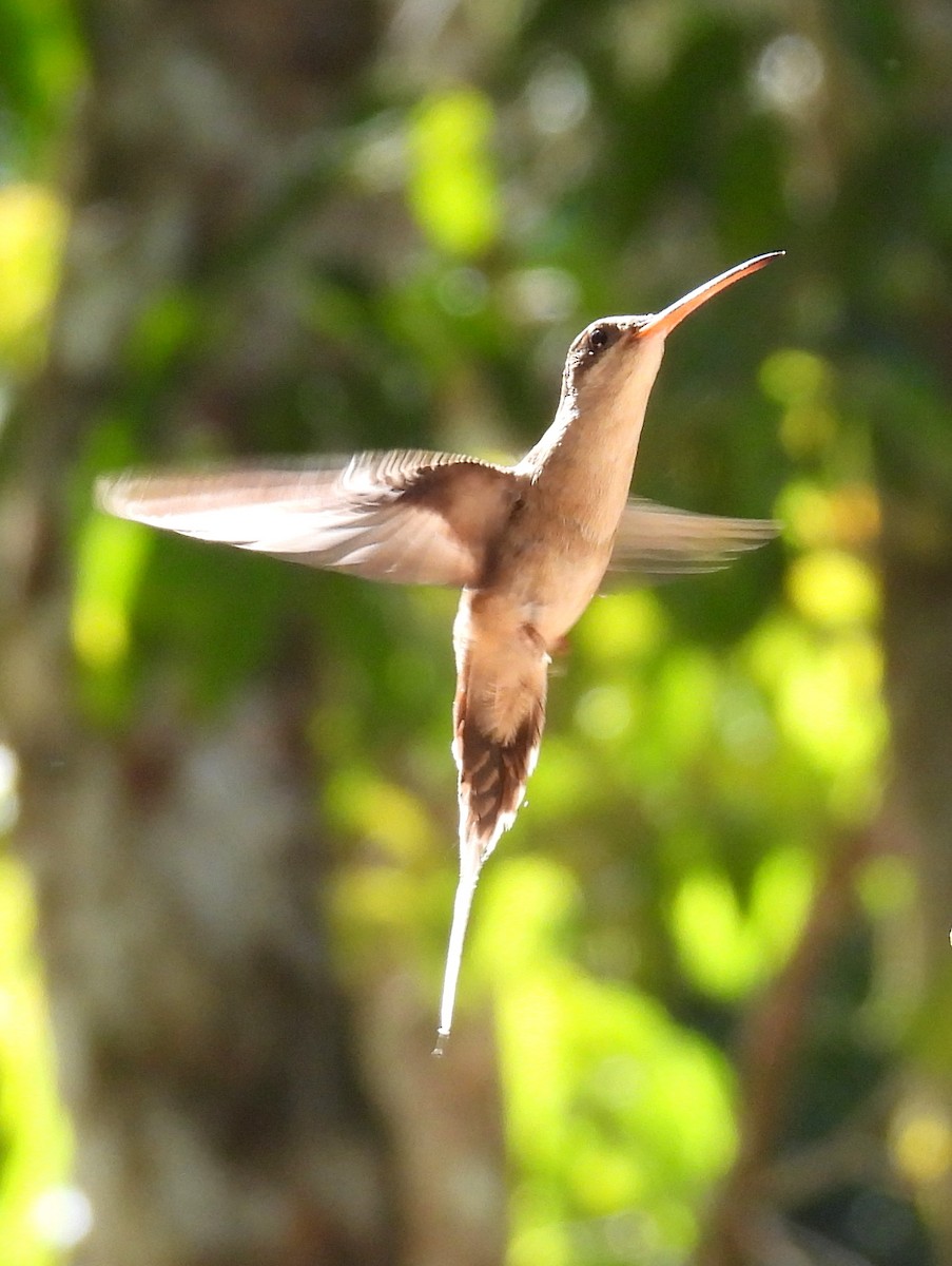 Long-tailed Hermit - ML616036226