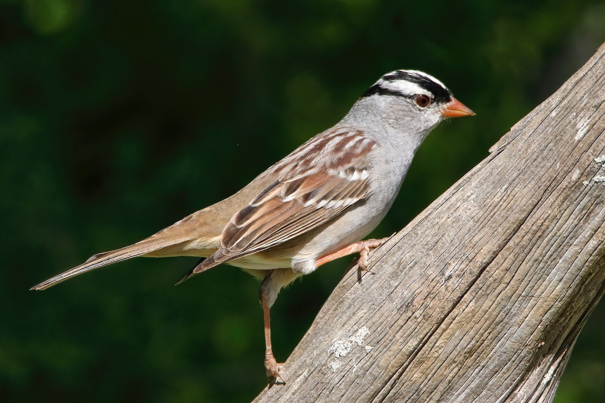 White-crowned Sparrow - ML616036244