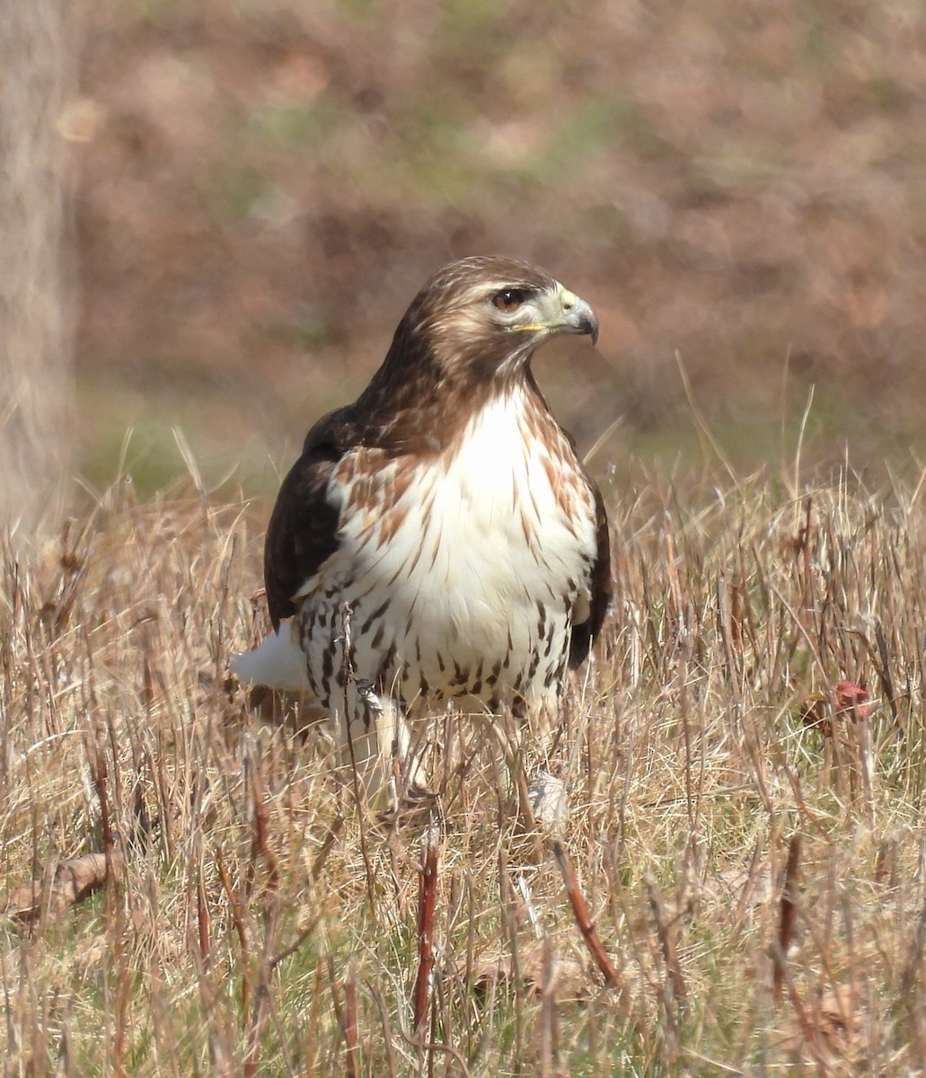 Red-tailed Hawk - ML616036418