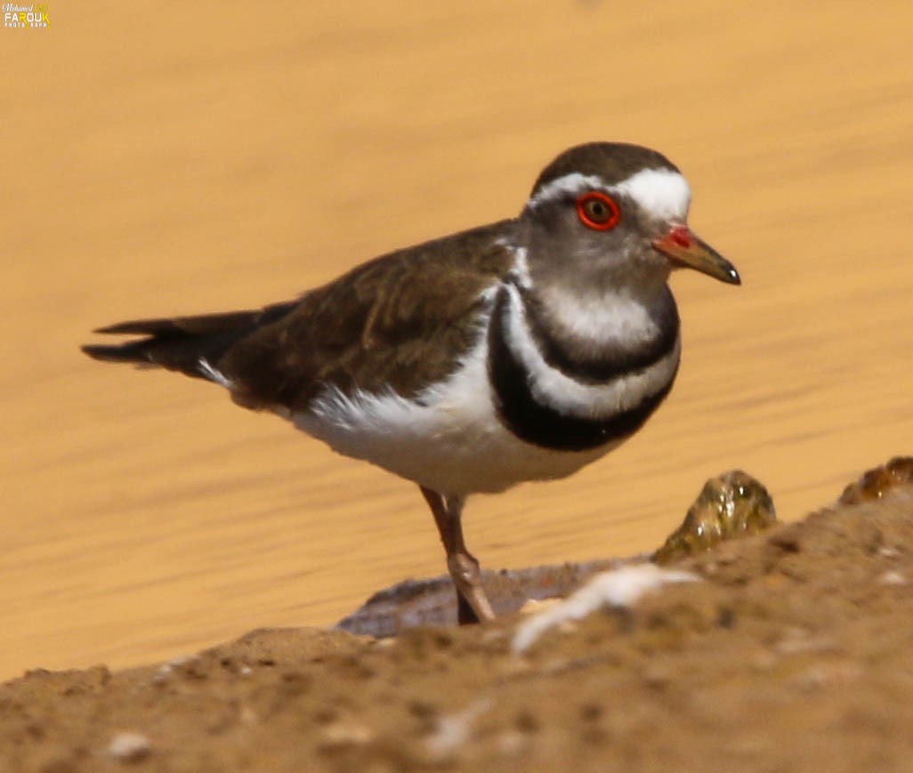 Three-banded Plover - ML616036428