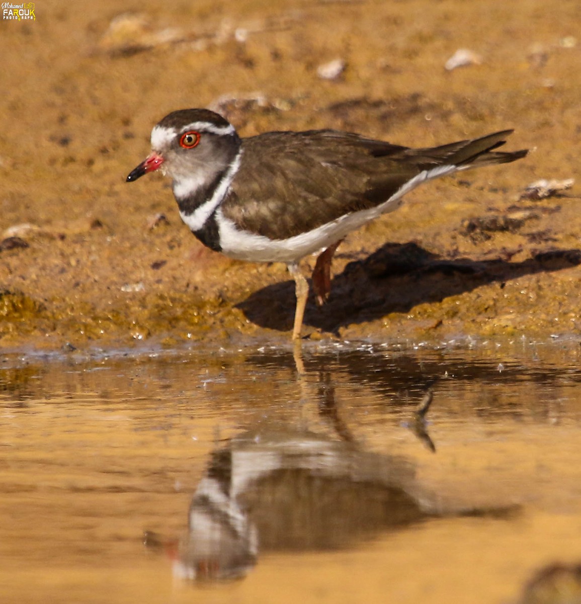 Three-banded Plover - ML616036430