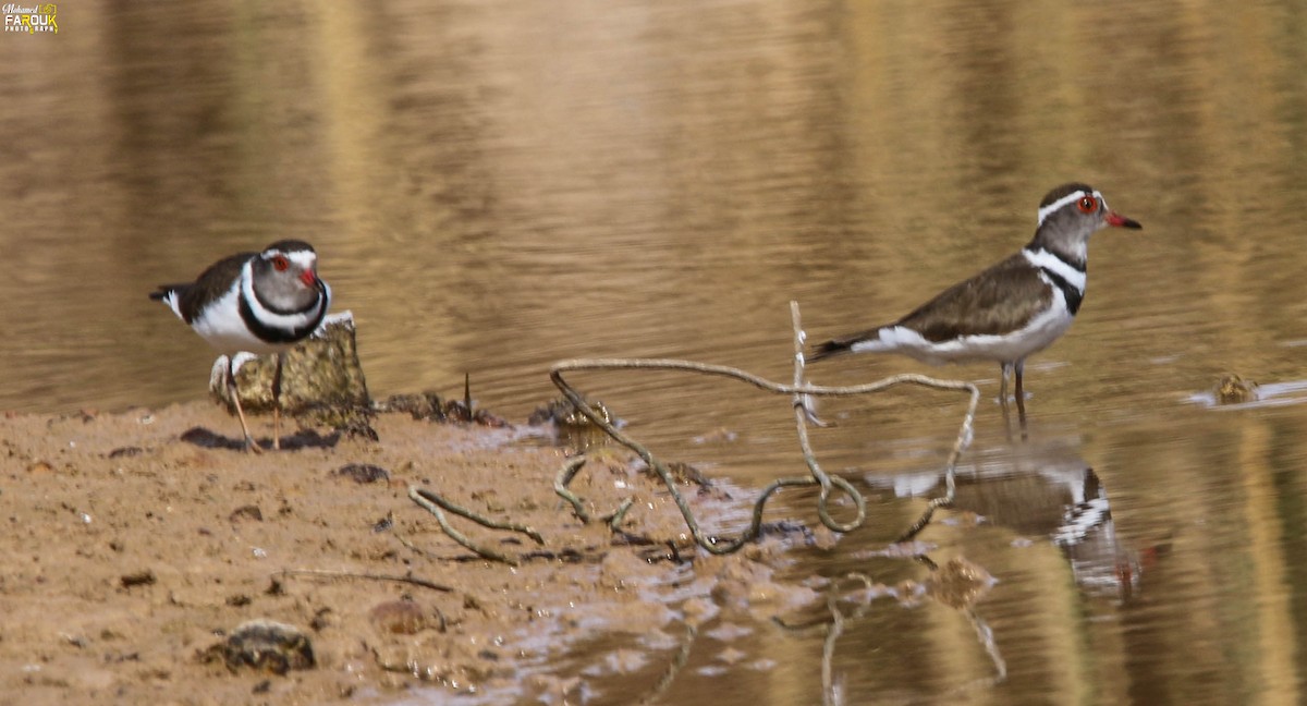 Three-banded Plover - ML616036431