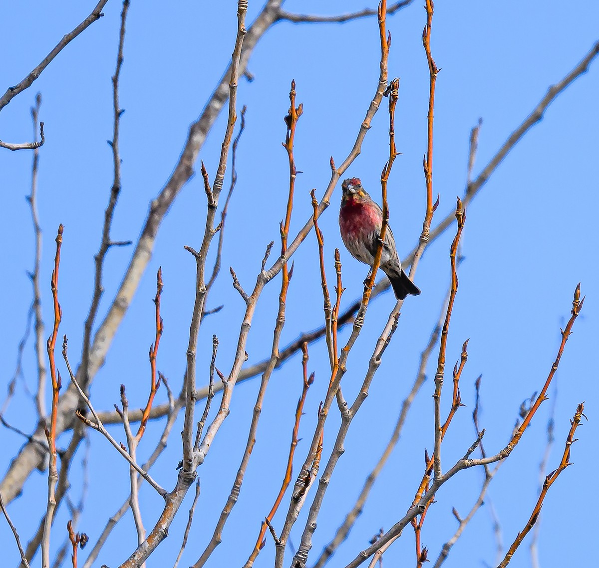 House Finch - Ken Miracle