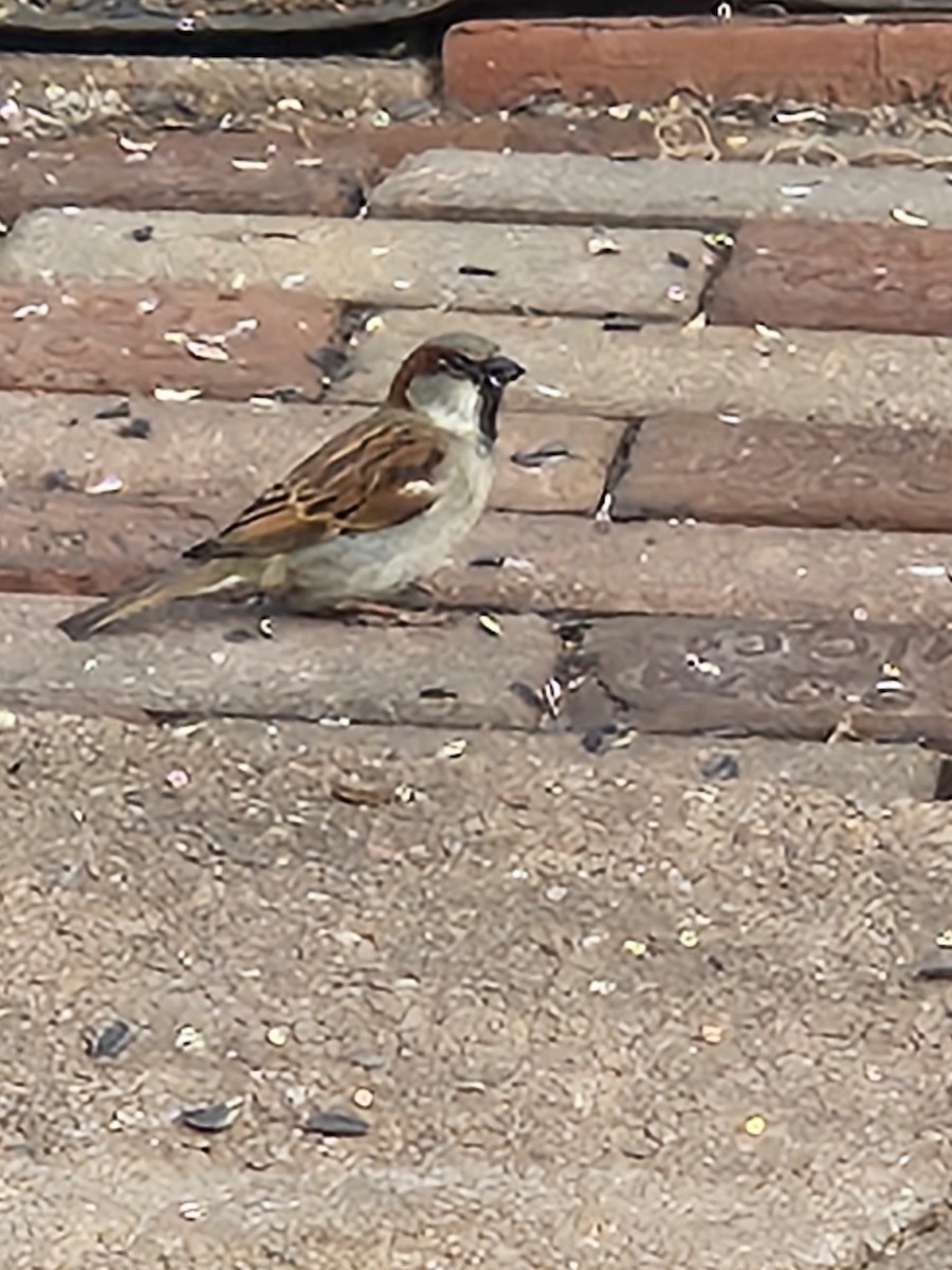 House Sparrow - ML616036550