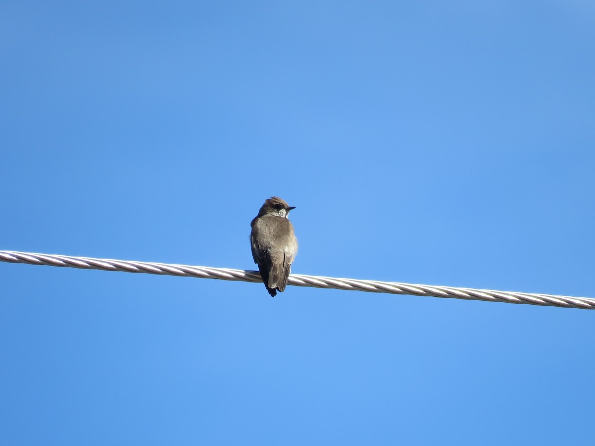 Northern Rough-winged Swallow - ML616036636
