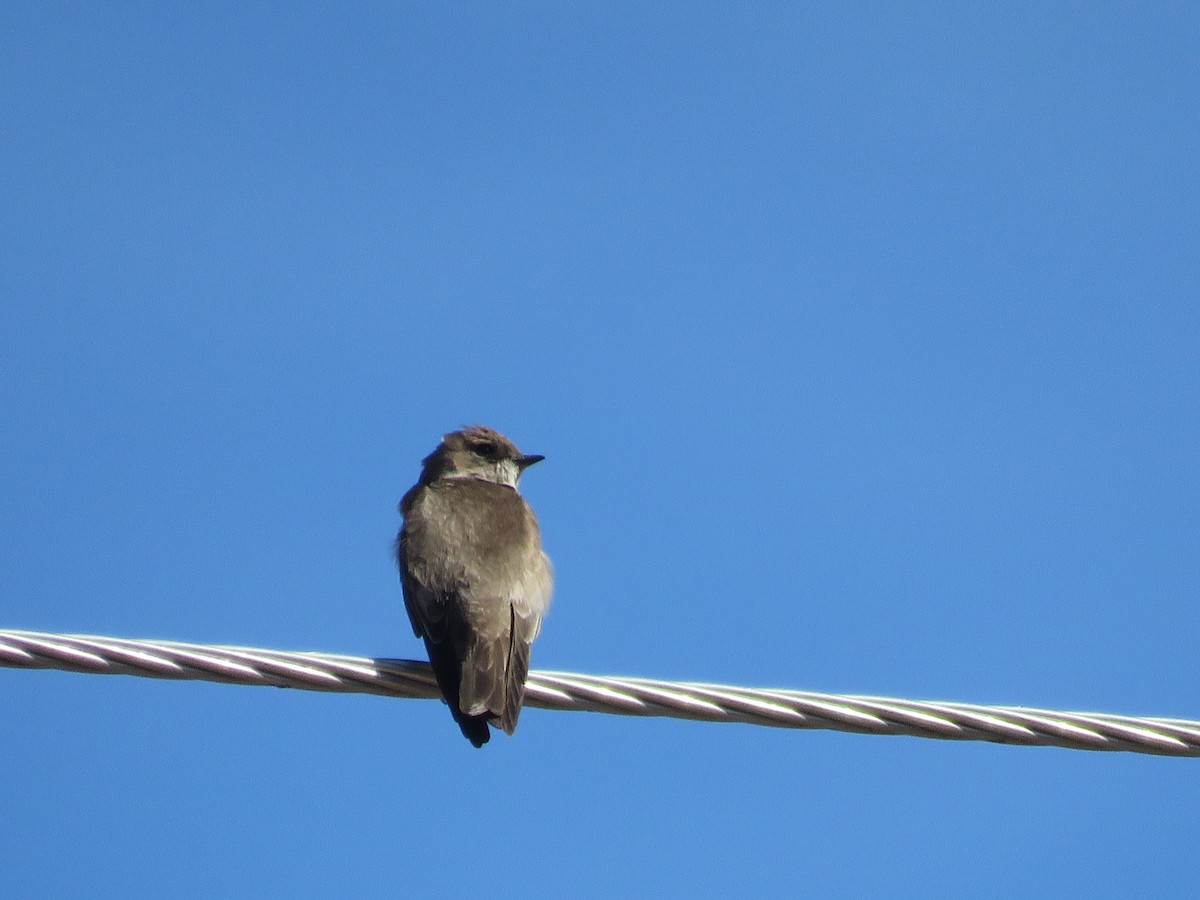 Northern Rough-winged Swallow - ML616036637
