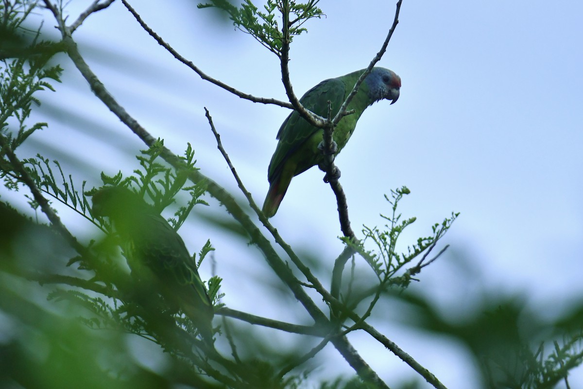 Red-tailed Parrot - Antoine Rabussier