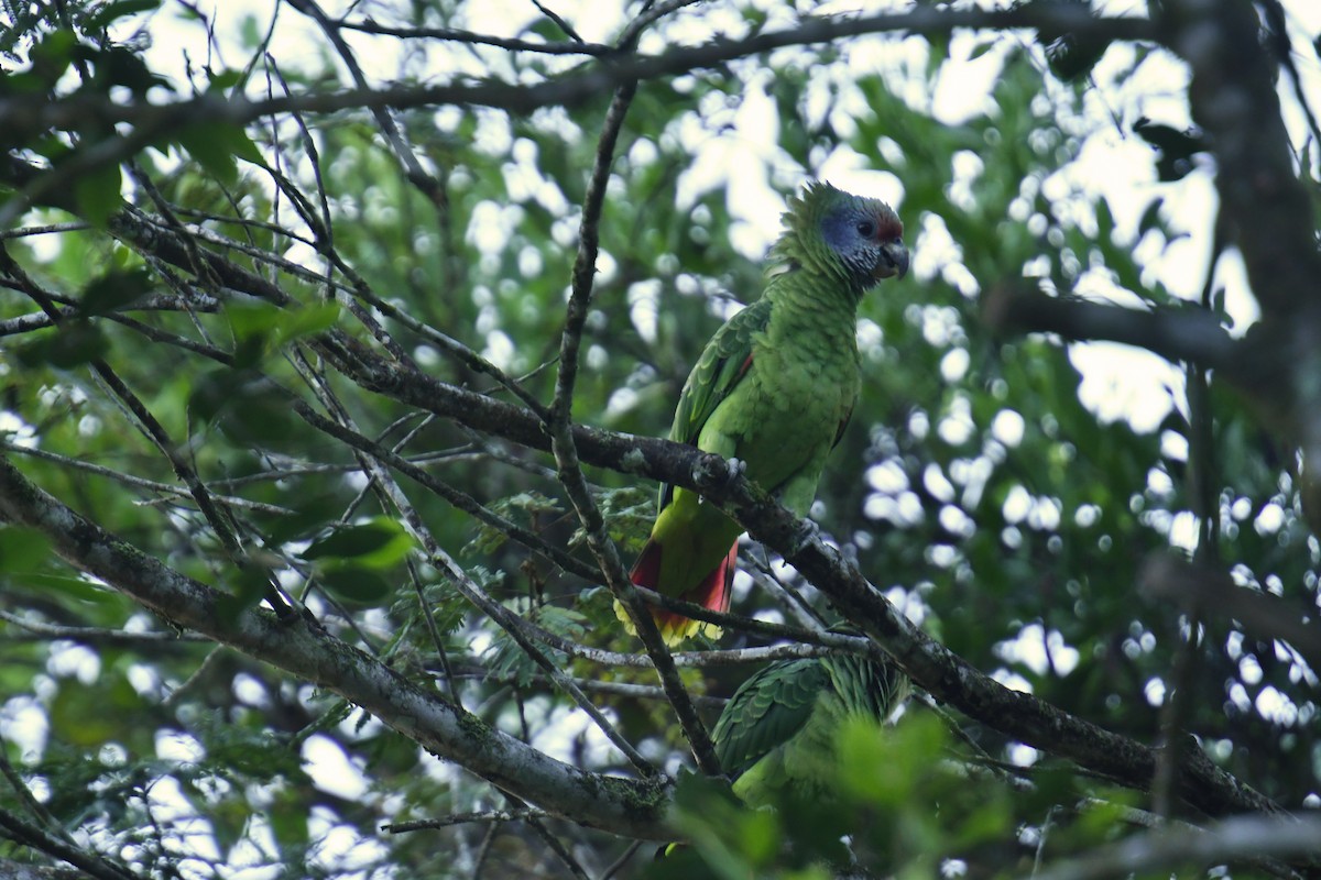 Red-tailed Parrot - ML616036808