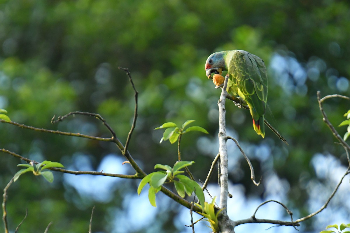 Red-tailed Parrot - ML616036820