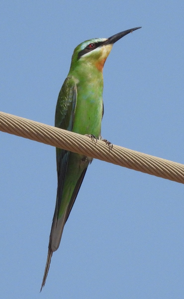Blue-cheeked Bee-eater - ML616036969