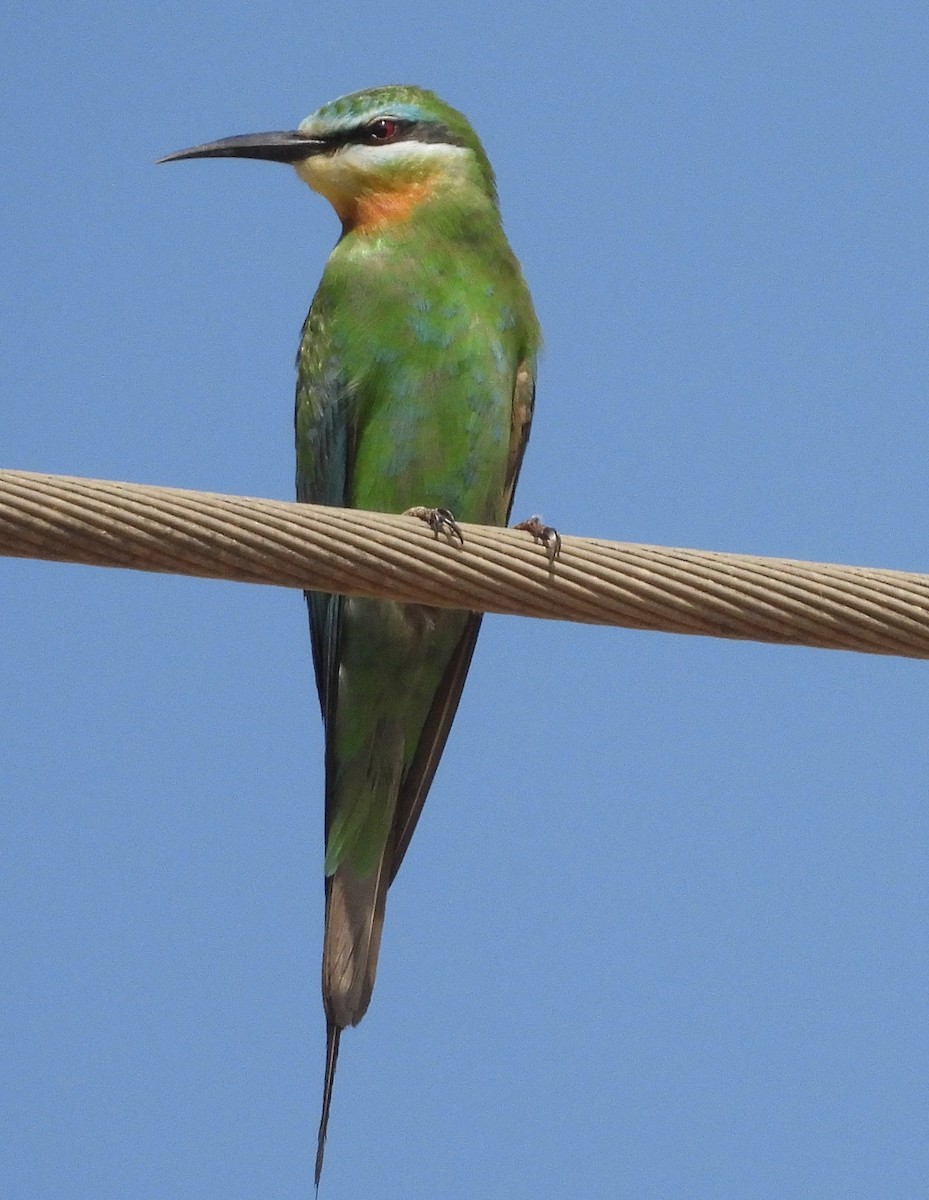 Blue-cheeked Bee-eater - ML616036970