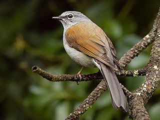 クリセヒトリツグミ - eBird
