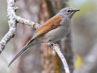  - Brown-backed Solitaire