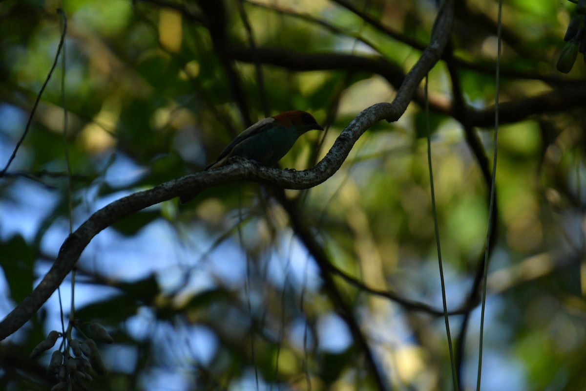 Black-backed Tanager - ML616037054
