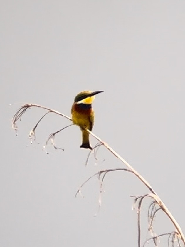 Blue-breasted Bee-eater - ML616037187