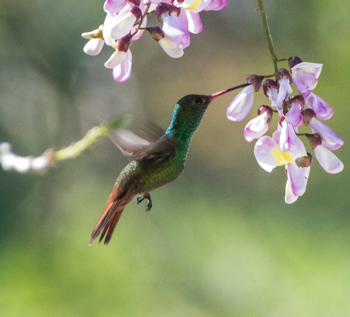 Rufous-tailed Hummingbird - ML616037207